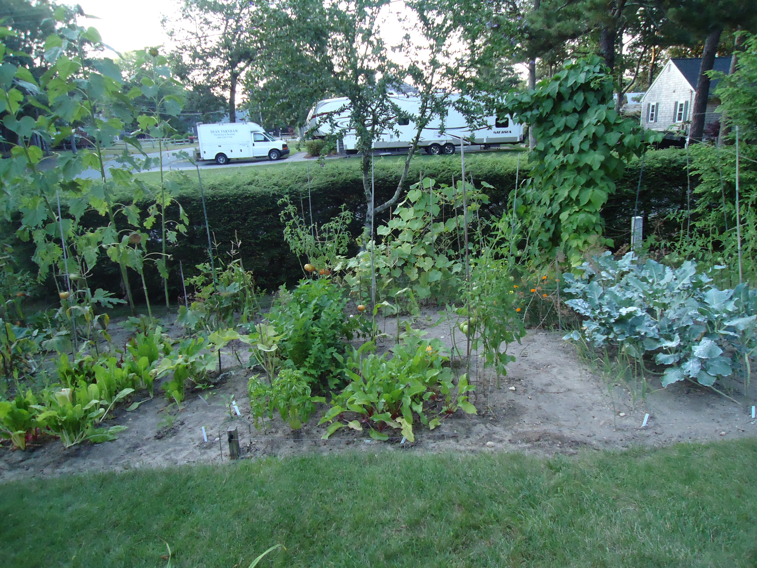 Vegetable garden147501