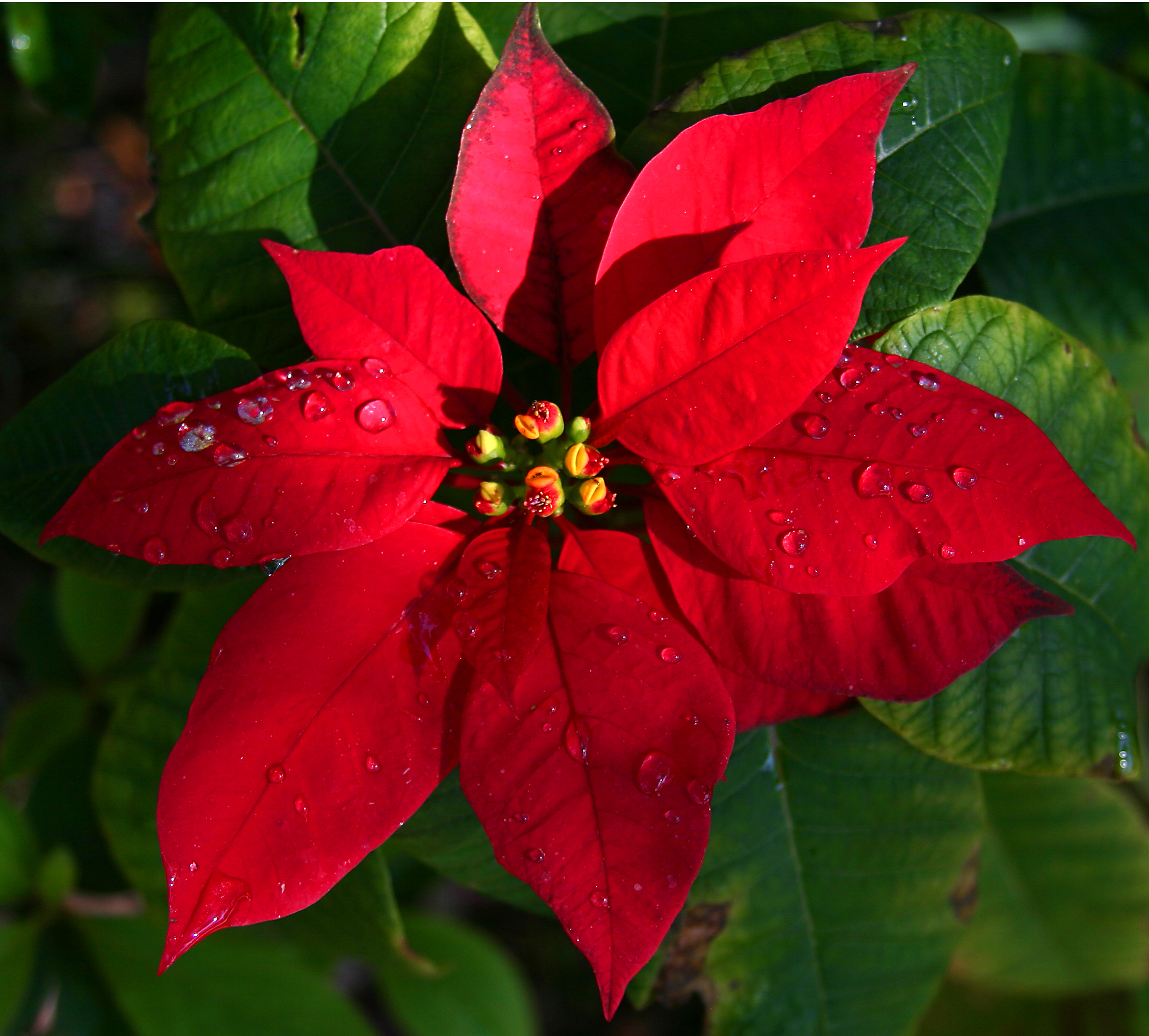 Pointsettia