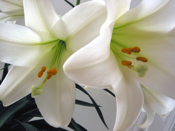 Easter Flower Memorials - Church Of The Transfiguration