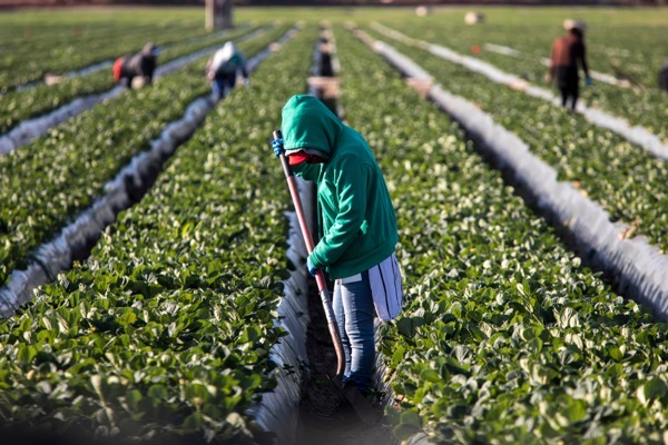 Migrant farmworkers